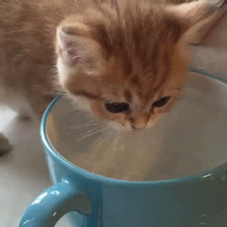 Анимация Котенок лакает воду из чашки, гифка Котенок лакает воду из чашки