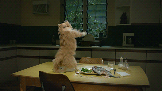 Гиф анимация Кот танцует на стол