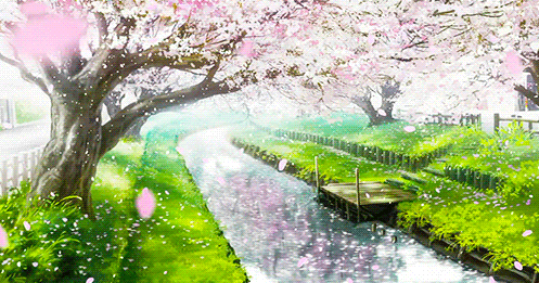 Анимация Аллея цветущих сакур у реки, кадр из аниме Прекрасна, как луна / Tsuki ga Kirei, гифка