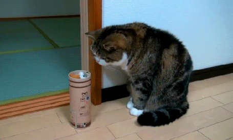 Анимация Кот отскакивает от коробки, из которой неожиданно выпрыгивает игрушечный мишка