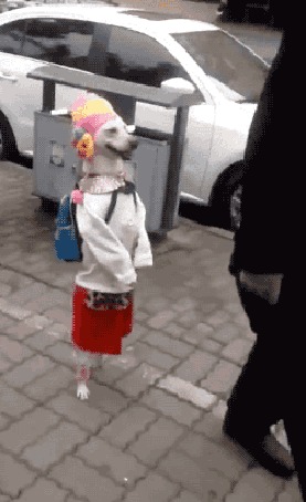 Анимация Собака, одетая в платьице и с ранцем за спиной идет на задних лапах по улице