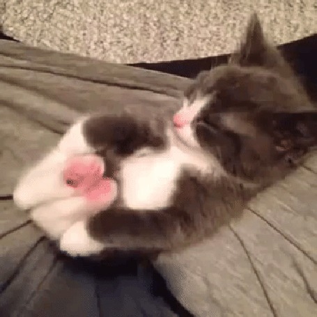 Анимация Котенок поднимает лапки