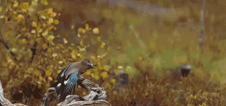 Анимация Пролетающая птица над гнездом