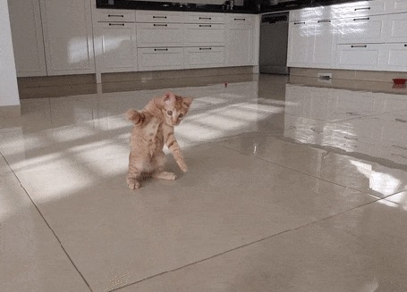 Анимация Котенок играет с мячом