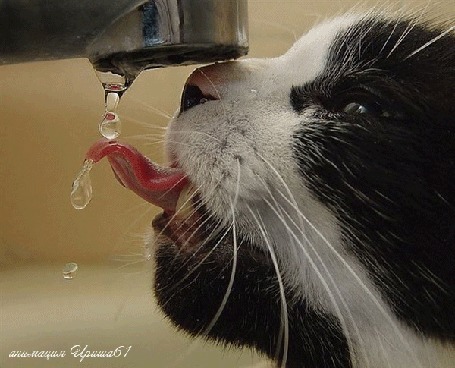 Анимация Кот у крана с водой, автор Ириша61