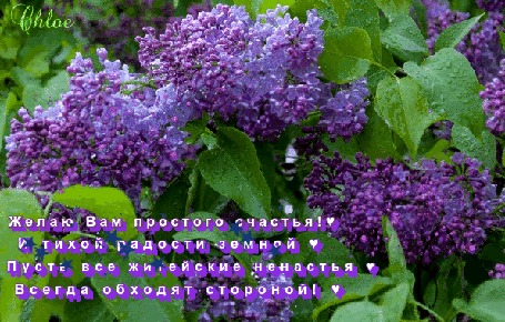 Анимация Душистая красивая сирень среди зеленых сочных листочков,(Желаю Вам простого счастья! и тихой радости земной. Пусть все житейские ненастья всегда обходят стороной!)