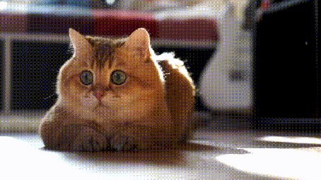 Анимация Кошка на полу за кем или чем - то наблюдает (hosico)