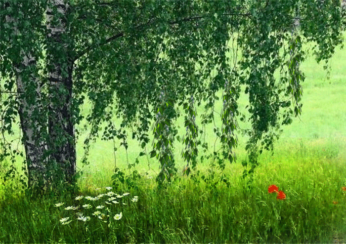 Анимация Цветы в поле под зеленой березой, гифка Цветы в поле под зеленой березой