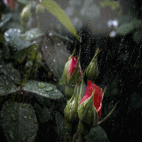 Анимация Бутоны роз под дождем, гифка Бутоны роз под дождем