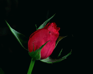 Анимация Распускающаяся красная роза, гифка Распускающаяся красная роза