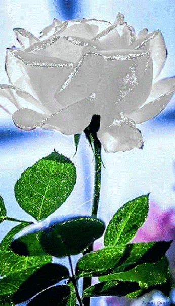 Анимация Искрящаяся белая роза, гифка Искрящаяся белая роза