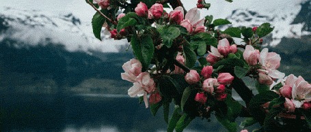 Анимация Цветущая ветка на фоне озера