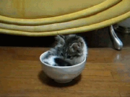 Анимация Котенок подрос, но все равно любит спать в любимой миске