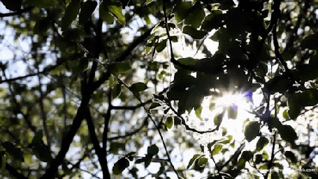 Анимация Солнце освещает колышущиеся ветви дерева