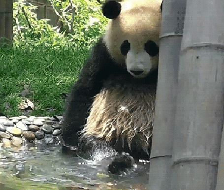 Анимация Панда плещется в воде