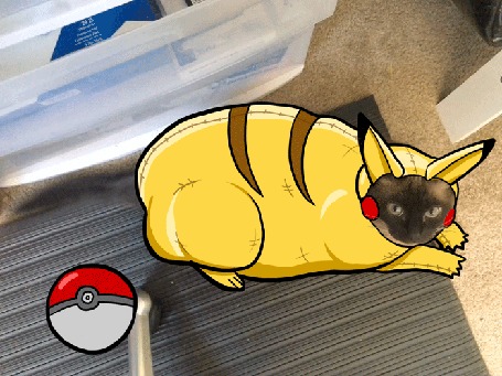 Анимация Кошка, косящая под Pikachu / Пикачу из аниме Pokemon / Покемон