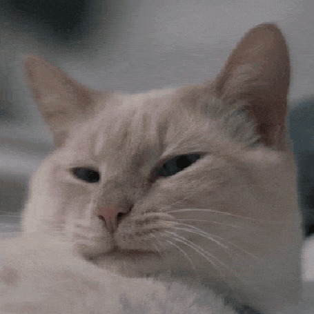 Анимация Зевающий белый кот