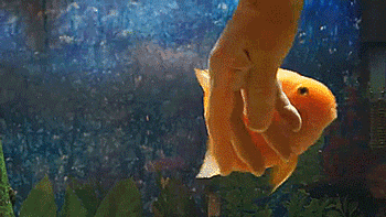 Анимация Золотая рыбка плавает вокруг руки, гифка Золотая рыбка плавает вокруг руки