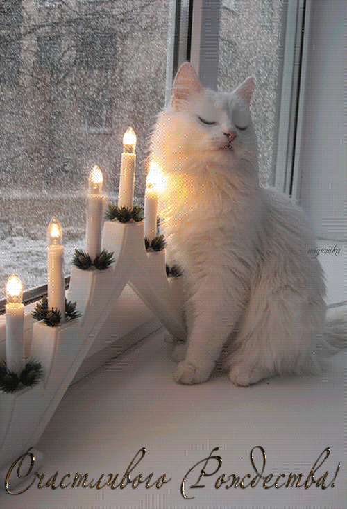 Анимация Белая кошка сидит на подоконнике (Счастливого рождества!), by Надюшка, гифка Белая кошка сидит на подоконнике (Счастливого рождества!), by Надюшка