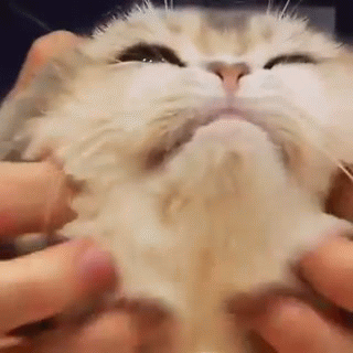 Анимация Парень гладит мордочку кота, гифка Парень гладит мордочку кота