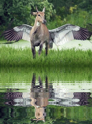 Анимация Крылатая антилопа у воды, гифка Крылатая антилопа у воды