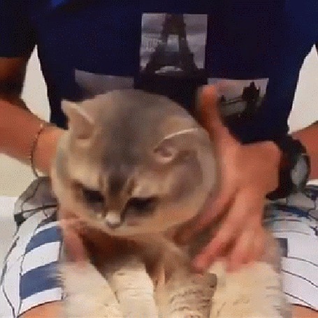 Анимация Парень гладит мордочку кота