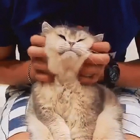 Анимация Парень гладит мордочку кота