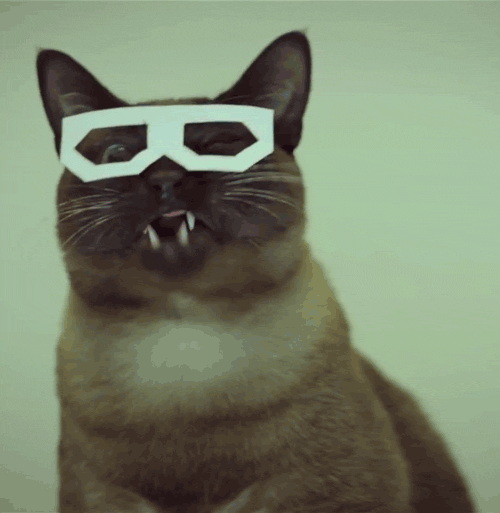Анимация Тайский кот Скифча / Skifcha cat в прикольных очках и с накладными усами, гифка Тайский кот Скифча / Skifcha cat в прикольных очках и с накладными усами