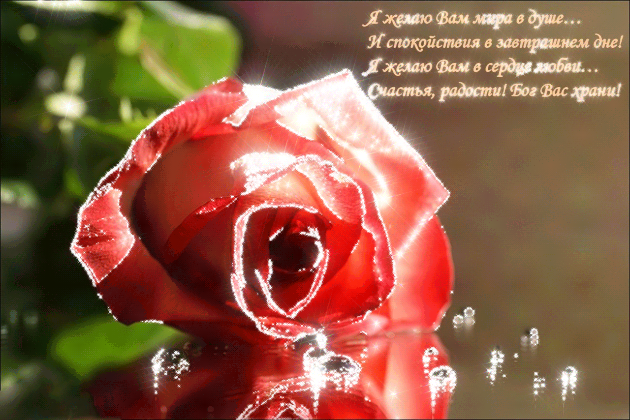 Розы маме стихи