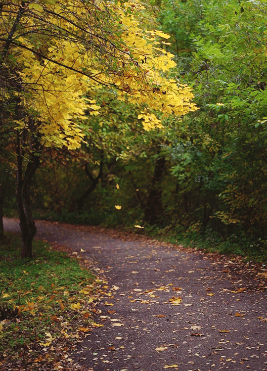 Анимация Желтые листья падают на тропинку в осеннем лесу, by Daria Khoroshavina, гифка Желтые листья падают на тропинку в осеннем лесу, by Daria Khoroshavina