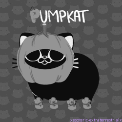 Анимация Кот с тыквой на голове (Pumpkat), гифка Кот с тыквой на голове (Pumpkat)