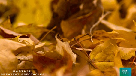 Анимация Белочка в кленовых листьях, by BBC Earth