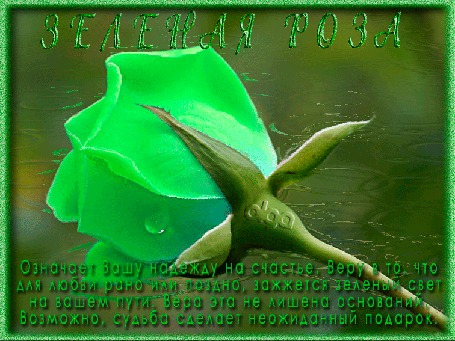 Анимация Зеленая роза на фоне воды