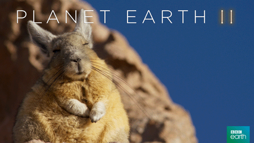 Анимация Заяц спит, пригревшись на солнышке (Planet earth / Планета Земля), by BBC Earth, гифка Заяц спит, пригревшись на солнышке (Planet earth / Планета Земля), by BBC Earth