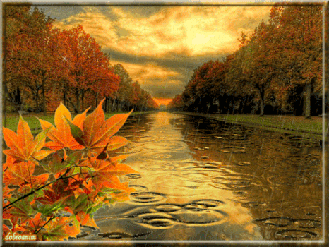 Анимация Осенний дождь, на переднем плане ветка с осенними кленовыми листьями, гифка Осенний дождь, на переднем плане ветка с осенними кленовыми листьями