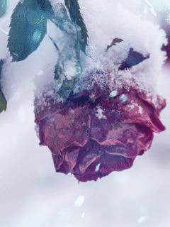 Анимация Бордовая роза в кружащем снегу, гифка Бордовая роза в кружащем снегу