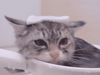 Анимация Кот принимает ванну в миске с водой, гифка Кот принимает ванну в миске с водой