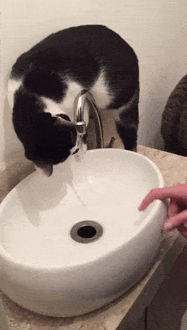 Анимация Кот слизывает воду с пальца, гифка Кот слизывает воду с пальца