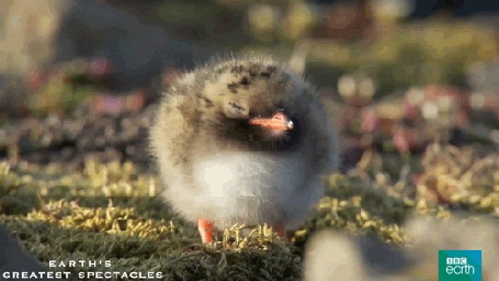 Анимация Птенец полярной краски, by BBC Earth