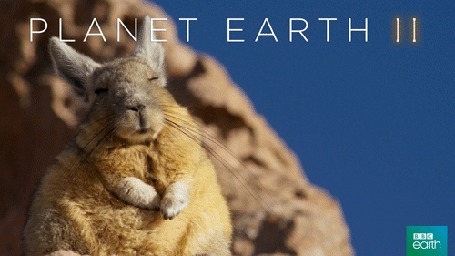 Анимация Заяц спит, пригревшись на солнышке (Planet earth / Планета Земля), by BBC Earth