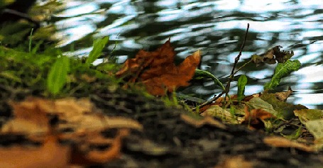 Анимация Осенний лист лежит на воде
