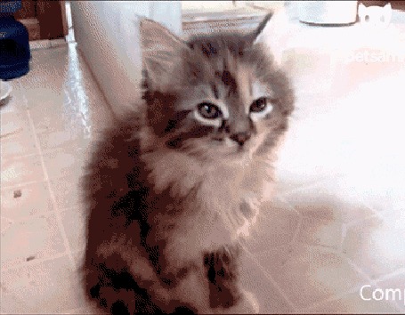 Анимация Котенок никак не может справится со сном