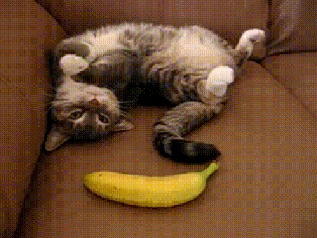Анимация Очередные приколы с котом, который боится бананов