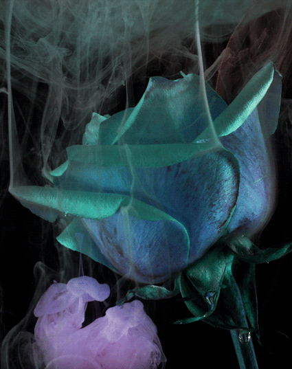 Анимация Голубая роза из которой выходит дым, гифка Голубая роза из которой выходит дым