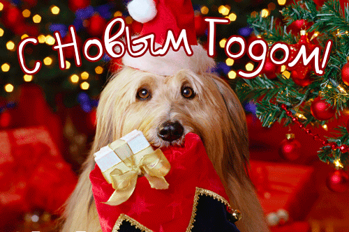 Анимация Собака держит мешочек с новогодним подарком в зубах на фоне елки (С новым годом!), гифка Собака держит мешочек с новогодним подарком в зубах на фоне елки (С новым годом!)