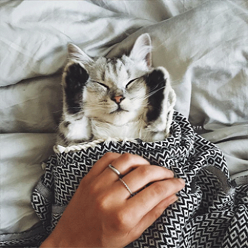Анимация Котенок лежит под покрывалом, подняв лапки вверх, гифка Котенок лежит под покрывалом, подняв лапки вверх