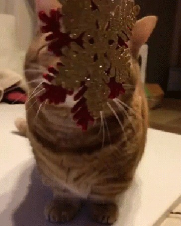 Анимация Полосатый кот играет со снежинкой