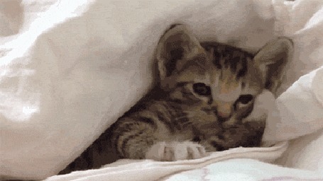 Анимация Котенок под одеялом сладко зевает