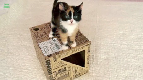 Анимация Котенок смело спрыгивает с коробки, но потом все равно падает на пол