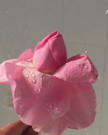 Анимация Розовая роза в каплях воды